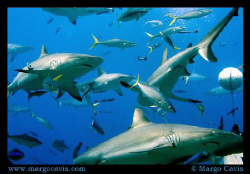 Reef Sharks in Australia by Margo Cavis 